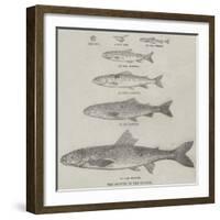 The Growth of the Salmon-null-Framed Giclee Print