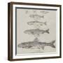 The Growth of the Salmon-null-Framed Giclee Print