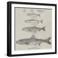 The Growth of the Salmon-null-Framed Giclee Print