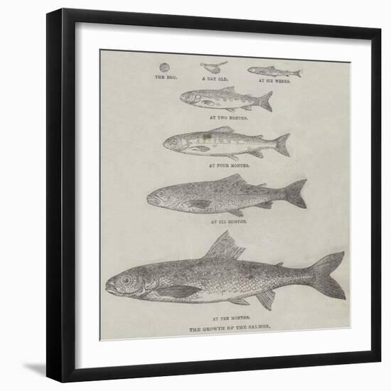 The Growth of the Salmon-null-Framed Giclee Print