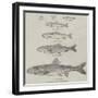 The Growth of the Salmon-null-Framed Giclee Print