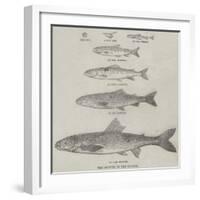 The Growth of the Salmon-null-Framed Giclee Print