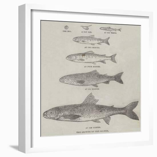 The Growth of the Salmon-null-Framed Giclee Print