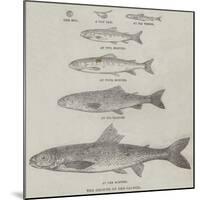 The Growth of the Salmon-null-Mounted Giclee Print
