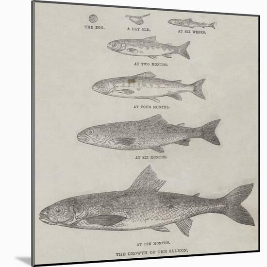 The Growth of the Salmon-null-Mounted Giclee Print