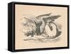 'The Gryphon asleep in the sun', 1889-John Tenniel-Framed Stretched Canvas