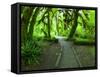 The Hall of Mosses Hoh Rainforest, Olympic National Park, Washington, USA-Terry Eggers-Framed Stretched Canvas