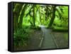 The Hall of Mosses Hoh Rainforest, Olympic National Park, Washington, USA-Terry Eggers-Framed Stretched Canvas