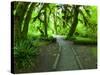 The Hall of Mosses Hoh Rainforest, Olympic National Park, Washington, USA-Terry Eggers-Stretched Canvas