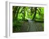 The Hall of Mosses Hoh Rainforest, Olympic National Park, Washington, USA-Terry Eggers-Framed Photographic Print