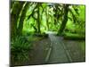 The Hall of Mosses Hoh Rainforest, Olympic National Park, Washington, USA-Terry Eggers-Mounted Photographic Print