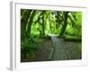 The Hall of Mosses Hoh Rainforest, Olympic National Park, Washington, USA-Terry Eggers-Framed Photographic Print