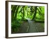 The Hall of Mosses Hoh Rainforest, Olympic National Park, Washington, USA-Terry Eggers-Framed Photographic Print