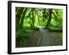 The Hall of Mosses Hoh Rainforest, Olympic National Park, Washington, USA-Terry Eggers-Framed Photographic Print