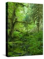 The Hall of Mosses Hoh Rainforest, Olympic National Park, Washington, USA-Terry Eggers-Stretched Canvas