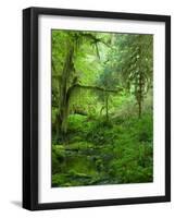 The Hall of Mosses Hoh Rainforest, Olympic National Park, Washington, USA-Terry Eggers-Framed Photographic Print