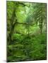 The Hall of Mosses Hoh Rainforest, Olympic National Park, Washington, USA-Terry Eggers-Mounted Photographic Print