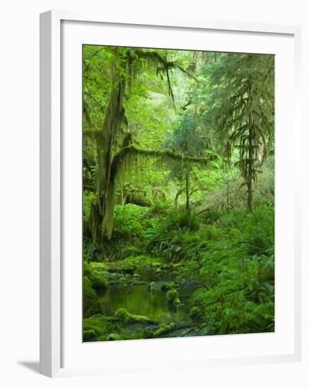 The Hall of Mosses Hoh Rainforest, Olympic National Park, Washington, USA-Terry Eggers-Framed Photographic Print