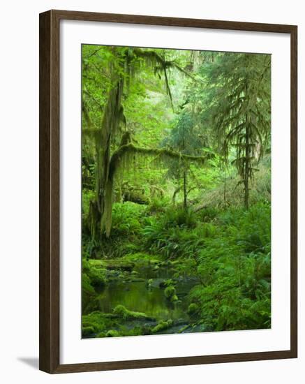 The Hall of Mosses Hoh Rainforest, Olympic National Park, Washington, USA-Terry Eggers-Framed Photographic Print