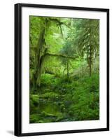 The Hall of Mosses Hoh Rainforest, Olympic National Park, Washington, USA-Terry Eggers-Framed Photographic Print