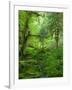 The Hall of Mosses Hoh Rainforest, Olympic National Park, Washington, USA-Terry Eggers-Framed Photographic Print