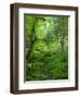 The Hall of Mosses Hoh Rainforest, Olympic National Park, Washington, USA-Terry Eggers-Framed Photographic Print