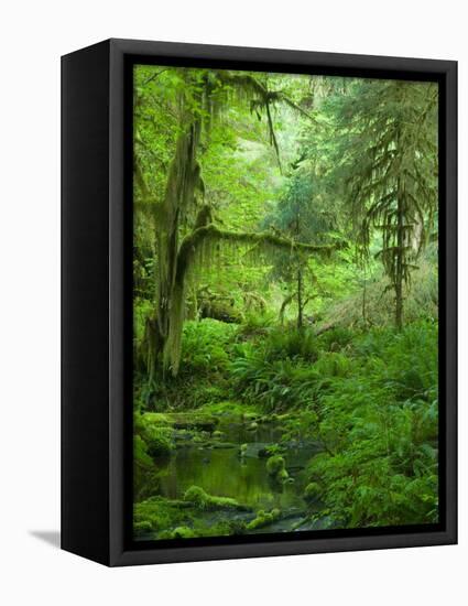 The Hall of Mosses Hoh Rainforest, Olympic National Park, Washington, USA-Terry Eggers-Framed Stretched Canvas