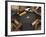 The Hands of a Group of Four People Playing Dominos in the Street Centro Habana-Eitan Simanor-Framed Photographic Print