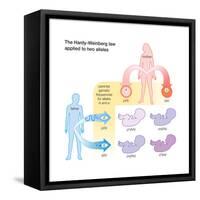 The Hardy-Weinberg Law Applied to Two Alleles. Evolution-Encyclopaedia Britannica-Framed Stretched Canvas