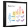 The Hardy-Weinberg Law Applied to Two Alleles. Evolution-Encyclopaedia Britannica-Framed Poster