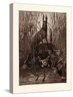 The Hare and the Frogs-Gustave Dore-Stretched Canvas