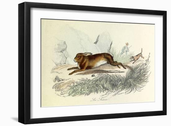 The Hare, Domestic Animals, from De Buffon-Georges-Louis Leclerc-Framed Art Print