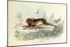 The Hare, Domestic Animals, from De Buffon-Georges-Louis Leclerc-Mounted Art Print