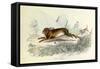 The Hare, Domestic Animals, from De Buffon-Georges-Louis Leclerc-Framed Stretched Canvas