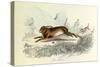 The Hare, Domestic Animals, from De Buffon-Georges-Louis Leclerc-Stretched Canvas