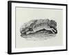 The Hare from 'History of British Birds and Quadrupeds' (Engraving)-Thomas Bewick-Framed Giclee Print