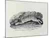 The Hare from 'History of British Birds and Quadrupeds' (Engraving)-Thomas Bewick-Mounted Giclee Print