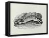 The Hare from 'History of British Birds and Quadrupeds' (Engraving)-Thomas Bewick-Framed Stretched Canvas