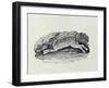 The Hare from 'History of British Birds and Quadrupeds' (Engraving)-Thomas Bewick-Framed Giclee Print