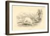 The Hare (Lepus Europaeu), 1828-null-Framed Giclee Print