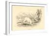 The Hare (Lepus Europaeu), 1828-null-Framed Giclee Print