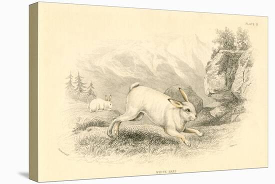 The Hare (Lepus Europaeu), 1828-null-Stretched Canvas