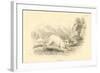 The Hare (Lepus Europaeu), 1828-null-Framed Giclee Print