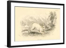 The Hare (Lepus Europaeu), 1828-null-Framed Giclee Print