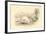 The Hare (Lepus Europaeu), 1828-null-Framed Giclee Print