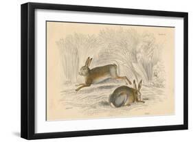 The Hare (Lepus Europaeu), 1828-null-Framed Giclee Print