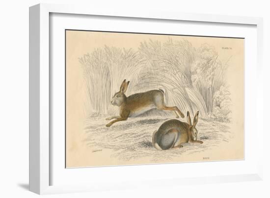 The Hare (Lepus Europaeu), 1828-null-Framed Giclee Print