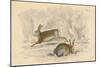 The Hare (Lepus Europaeu), 1828-null-Mounted Giclee Print