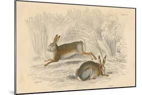 The Hare (Lepus Europaeu), 1828-null-Mounted Giclee Print