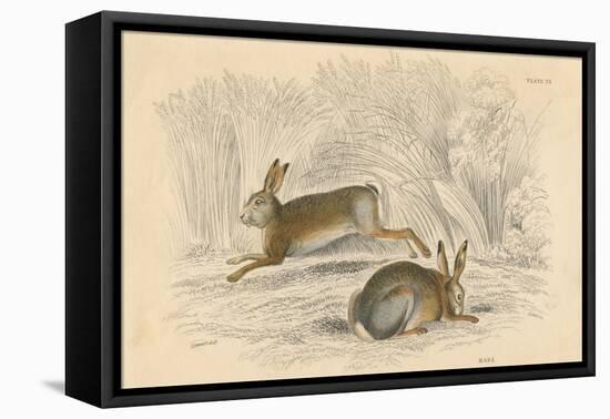 The Hare (Lepus Europaeu), 1828-null-Framed Stretched Canvas